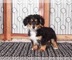 Small Photo #1 Bernedoodle (Miniature) Puppy For Sale in NAPLES, FL, USA