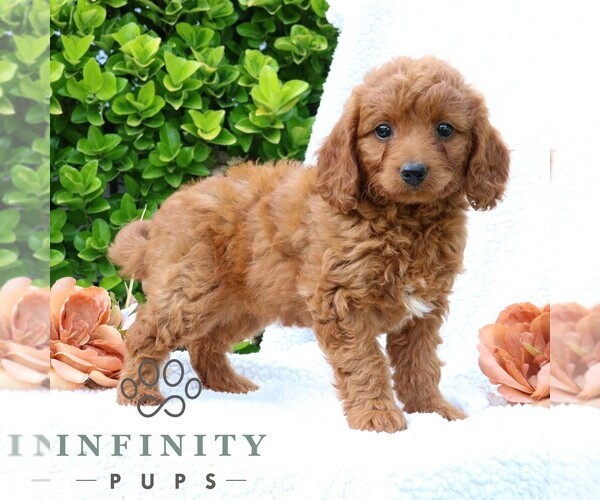Medium Photo #4 Goldendoodle (Miniature) Puppy For Sale in LANCASTER, PA, USA