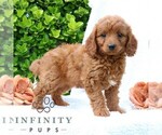Small #3 Goldendoodle (Miniature)