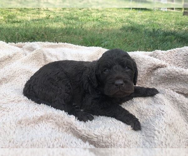 Medium Photo #3 Labradoodle Puppy For Sale in JARRELL, TX, USA