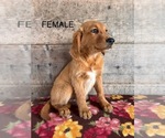 Small #1 Golden Retriever