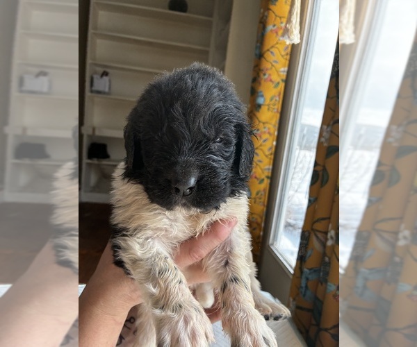 Medium Photo #7 Newfoundland Puppy For Sale in SAXTONS RIVER, VT, USA