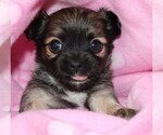 Small #4 Chihuahua