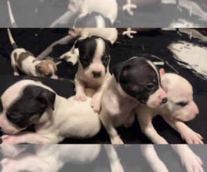 American Pit Bull Terrier Litter for sale in COWARD, SC, USA