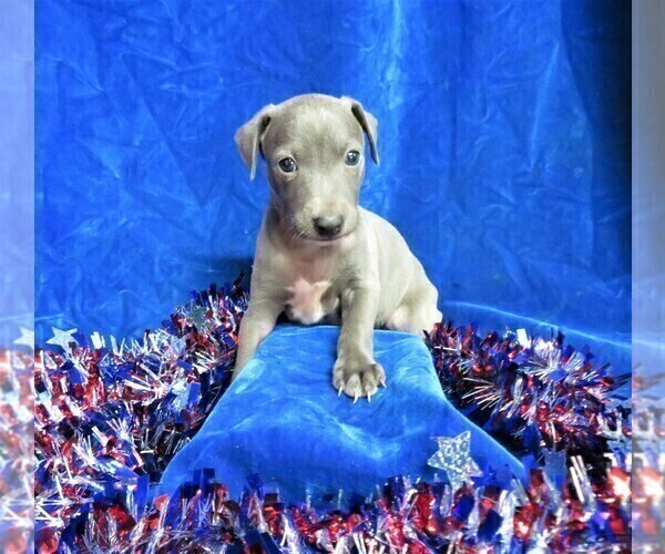 Medium Photo #4 Italian Greyhound Puppy For Sale in NORWOOD, MO, USA