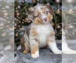 Small Photo #9 Australian Shepherd Puppy For Sale in WESLEY CHAPEL, FL, USA