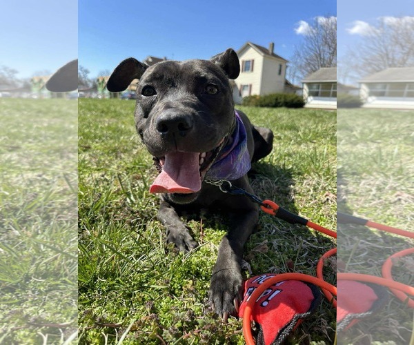 Medium Photo #8 American Pit Bull Terrier-Unknown Mix Puppy For Sale in Germantown, OH, USA