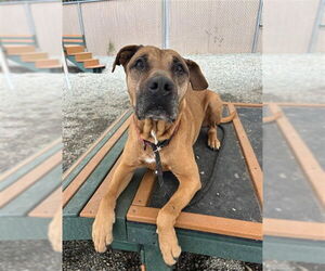Medium Boxer Mix
