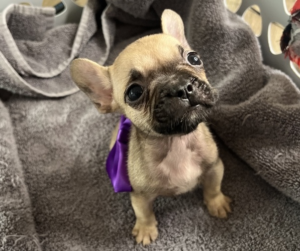 Medium Photo #7 French Bulldog Puppy For Sale in ELK GROVE, CA, USA