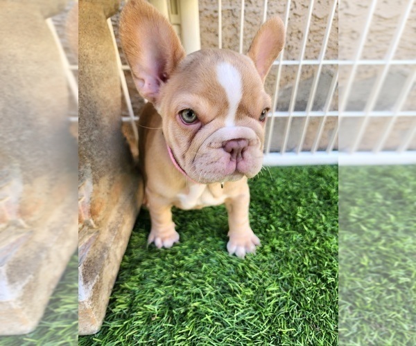 Medium Photo #8 French Bulldog Puppy For Sale in LAS VEGAS, NV, USA