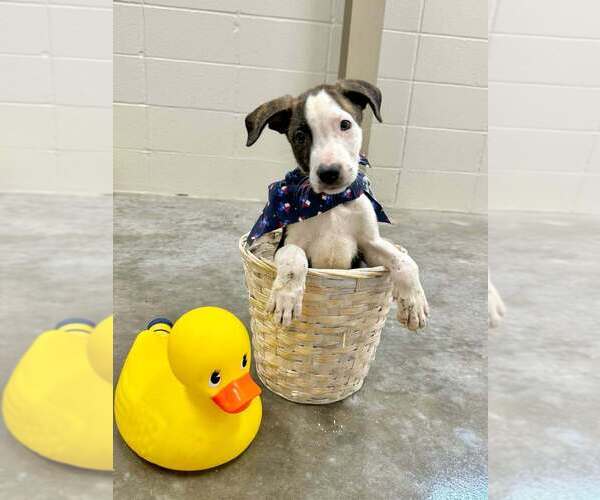 Medium Photo #4 Mutt Puppy For Sale in Abbeville, LA, USA