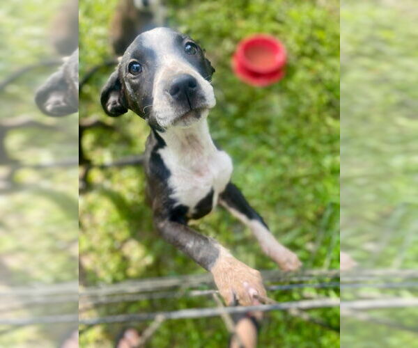 Medium Photo #3 Mutt Puppy For Sale in Candler, NC, USA