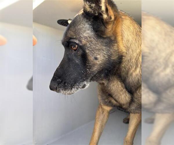 Medium Photo #1 German Shepherd Dog-Unknown Mix Puppy For Sale in Houston, TX, USA