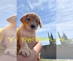 Puppy Yoyo Yellow Goldendoodle