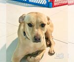 Small #2 Labrador Retriever-Retriever  Mix