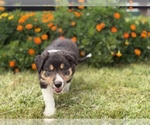 Small #4 Border Collie-Bordoodle Mix
