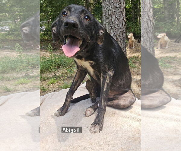 Medium Photo #3 Labrador Retriever-Unknown Mix Puppy For Sale in Corinth, MS, USA