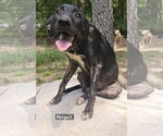 Small #2 Labrador Retriever Mix