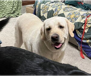 Labrador Retriever Dogs for adoption in Ogden, UT, USA