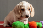 Small Photo #1 Dachshund Puppy For Sale in CROWLEY, TX, USA