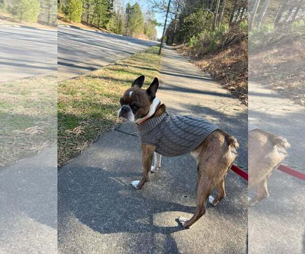 Medium Photo #3 Boston Terrier Puppy For Sale in Spring Lake, NC, USA