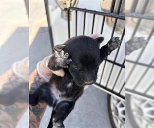 Mutt Dogs for adoption in Houston, TX, USA