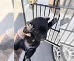A663595 - Male Mutt Dog for Adoption - Small photo