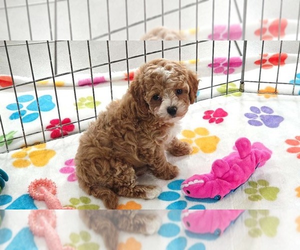Medium Photo #7 Cavapoo (Miniature)-Poodle (Toy) Mix Puppy For Sale in ORO VALLEY, AZ, USA