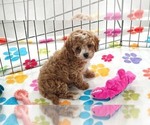 Small #6 Cavapoo (Miniature)-Poodle (Toy) Mix