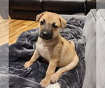 Small German Shepherd Dog Mix