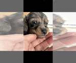 Small #3 Dachshund