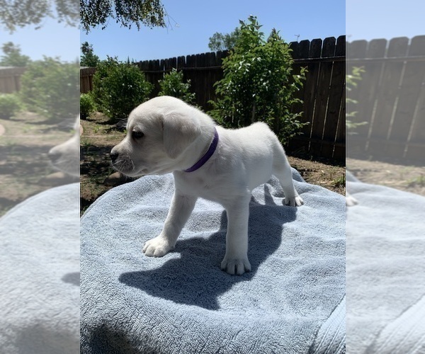 Medium Photo #3 Labrador Retriever Puppy For Sale in LIVE OAK, CA, USA