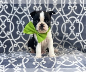 Boston Terrier Puppy for sale in LAKELAND, FL, USA