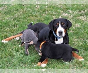 Mother of the Greater Swiss Mountain Dog puppies born on 03/05/2025