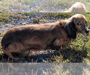 Nina in TN - Female Dachshund Dog for Adoption - Photo #7