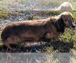 Small Photo #7 Dachshund Puppy For Sale in Shelbyville, TN, USA