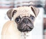 Small Photo #1 Pug Puppy For Sale in BEL AIR, MD, USA
