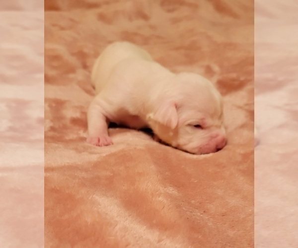 Medium Photo #9 American Bulldog Puppy For Sale in MARYVILLE, MO, USA