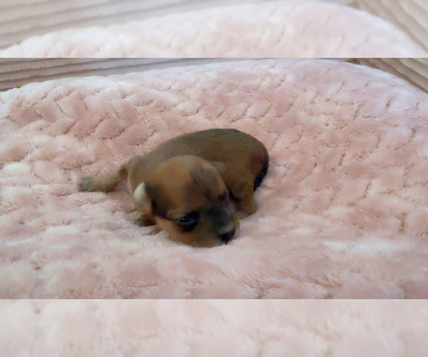 Medium Photo #2 Yorkipoo Puppy For Sale in ARLINGTON, TX, USA