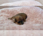 Puppy Bear Yorkipoo