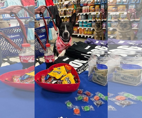 Medium Photo #6 American Pit Bull Terrier-Unknown Mix Puppy For Sale in Germantown, OH, USA