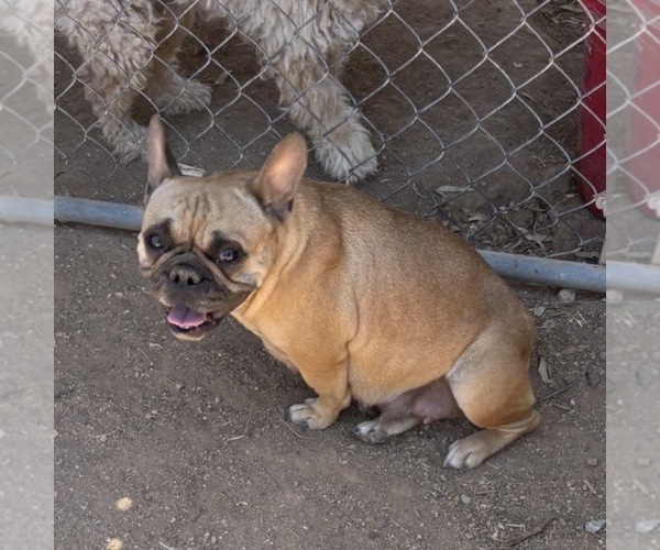 Medium Photo #1 French Bulldog Puppy For Sale in SCOTTSDALE, AZ, USA