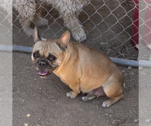 Mother of the French Bulldog puppies born on 04/01/2026