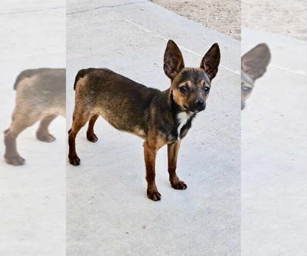 Medium Photo #6 Chipin Puppy For Sale in San Diego, CA, USA