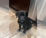 Small #1 Labrador Retriever Mix
