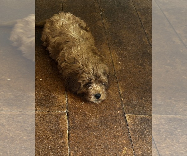 Medium Photo #6 Cavapoo-Poodle (Miniature) Mix Puppy For Sale in ATGLEN, PA, USA