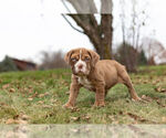 Small Photo #2 English Neo Bull Puppy For Sale in WARSAW, IN, USA