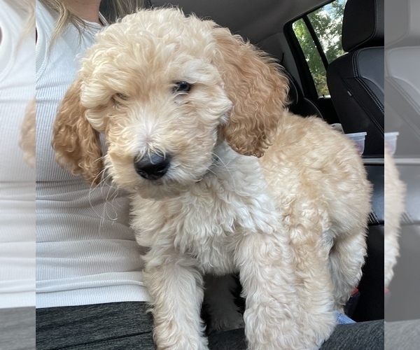 Medium Photo #1 Labradoodle Puppy For Sale in LIVERMORE, CA, USA