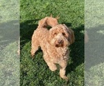 Small Photo #1 Australian Labradoodle-Bernedoodle Mix Puppy For Sale in ATWATER, CA, USA