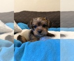 Small Photo #14 Yorkshire Terrier Puppy For Sale in ORLANDO, FL, USA